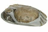 Miocene Fossil Crab (Tumidocarcinus) - New Zealand #186060-1